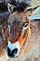 Mongolian Wild Horse 003 copyright Villayat Sunkmanitu